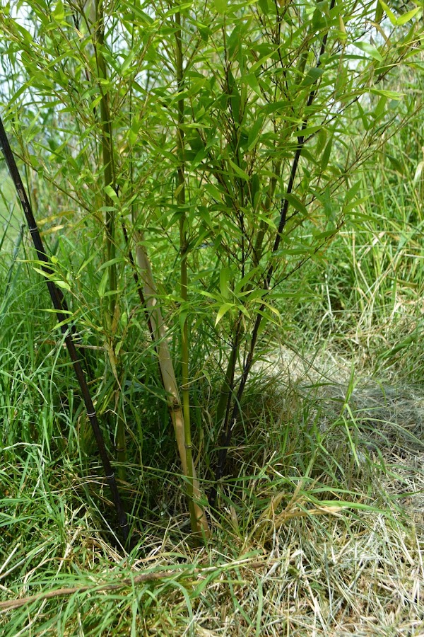 Phyllostachys Nigra