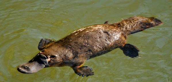 Foto: http://pixshark.com/duck-billed-platypus-swimming.htm