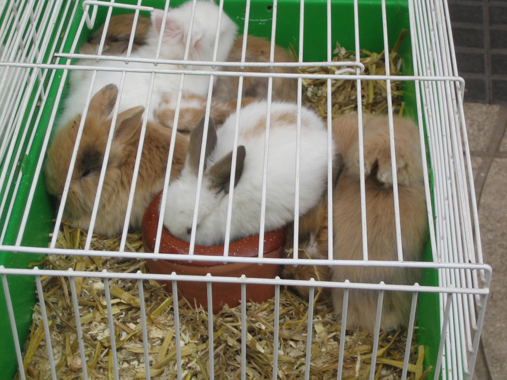 Countrified Hicks Adopting and Raising a Dwarf Rabbit