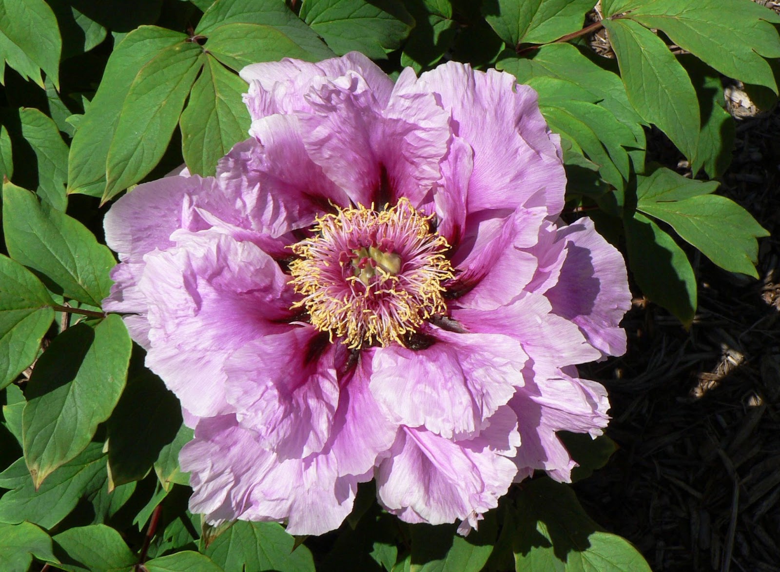 Visit My Garden Japanese Tree Peonies at Olbrich