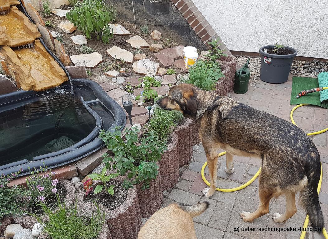 Überraschungspaket Hund ein Hundeblog der zeigt, wie unterschiedlich