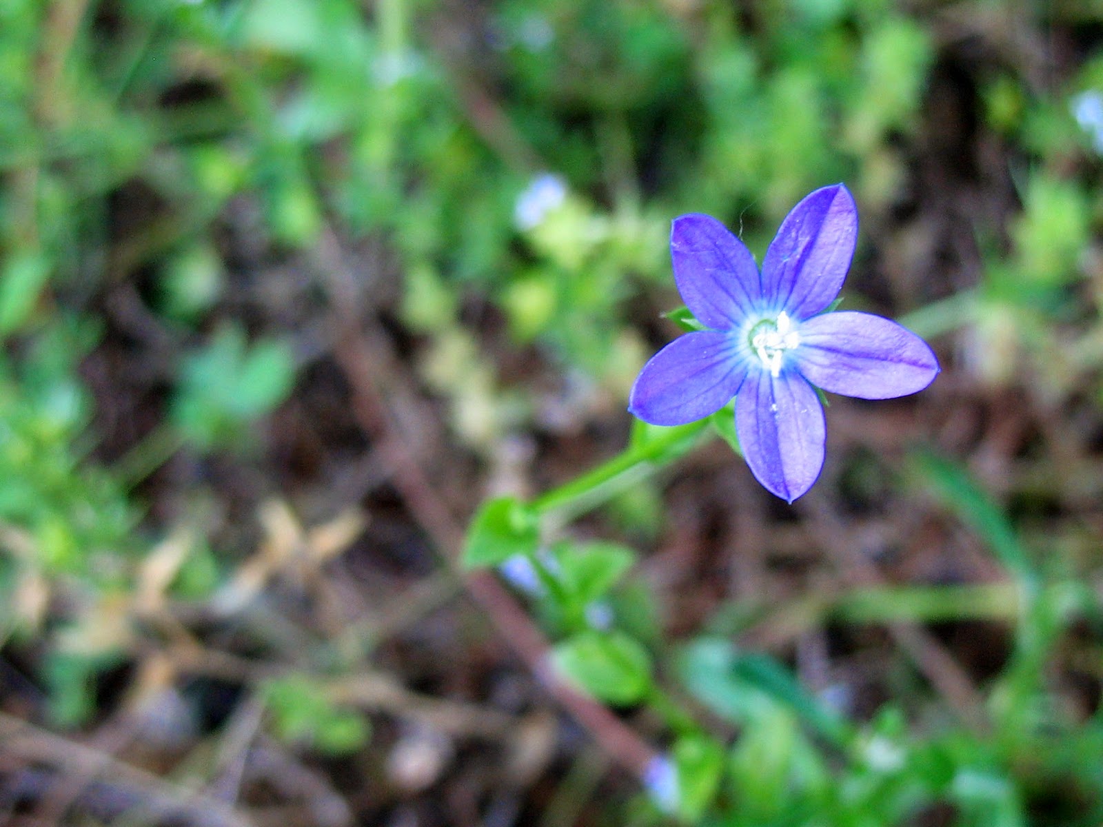 Using Georgia Native Plants Flowers In The Lawn