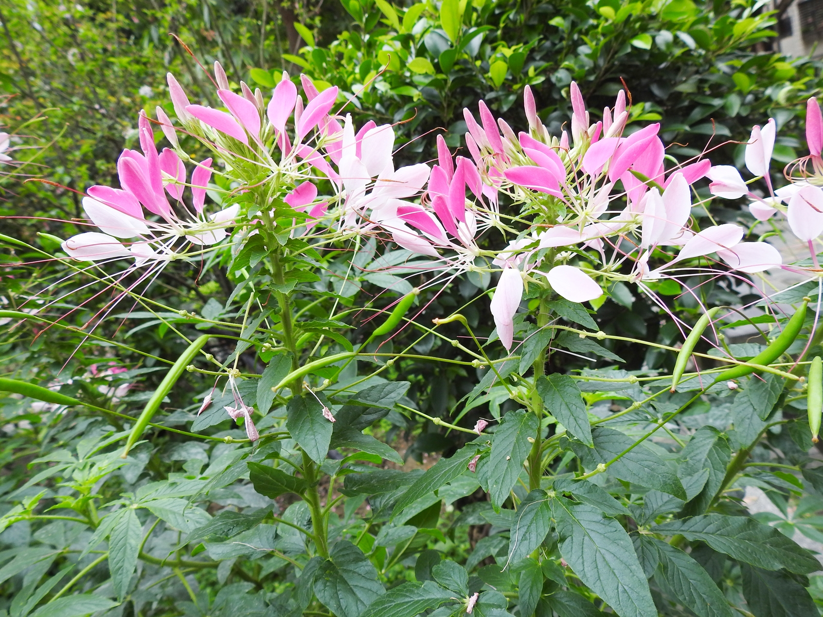 Peter S Blog 醉蝶花