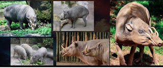 曼德拉效应专辑32：因曼德拉效应而出现大量新品种的奇怪动物