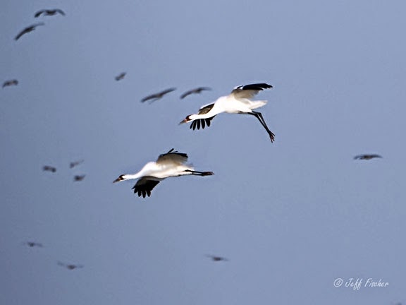 Whooping Cranes in Flight