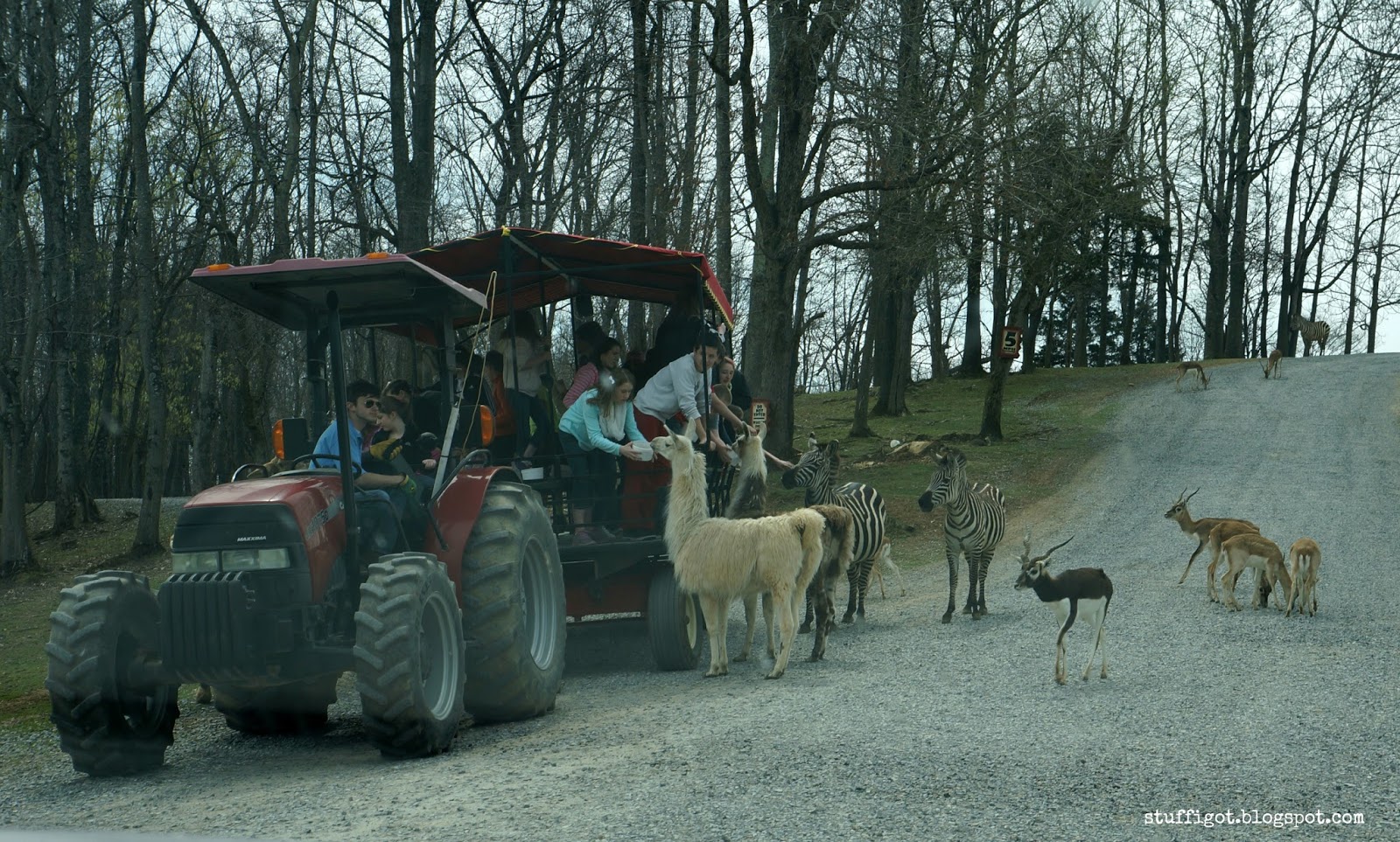 Crafty And Wanderfull Life Our Trip To The Virginia Safari Park