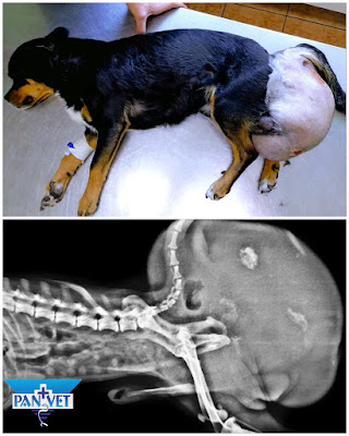 Perianalna hernija kod psa