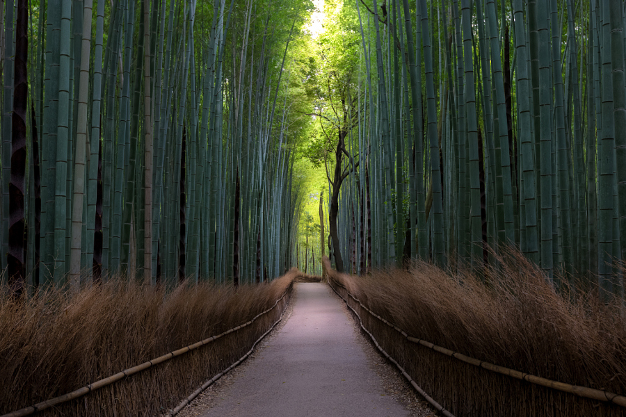 Let's travel the world! The amazing Bamboo Forest in Sagano, Kyoto, Japan.