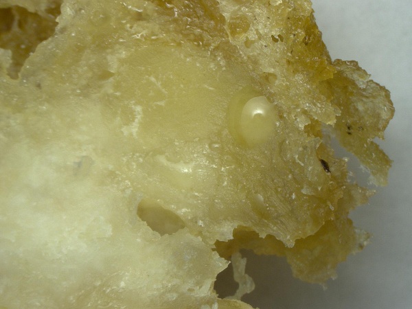 McDonald's Chicken McNuggets found to contain mysterious fibers, hair-like structures; Natural News Forensic Food Lab posts research photos, video McDonald's Chicken McNuggets found to contain mysterious fibers, hair-like structures; Natural News Forensic Food Lab posts research photos, video