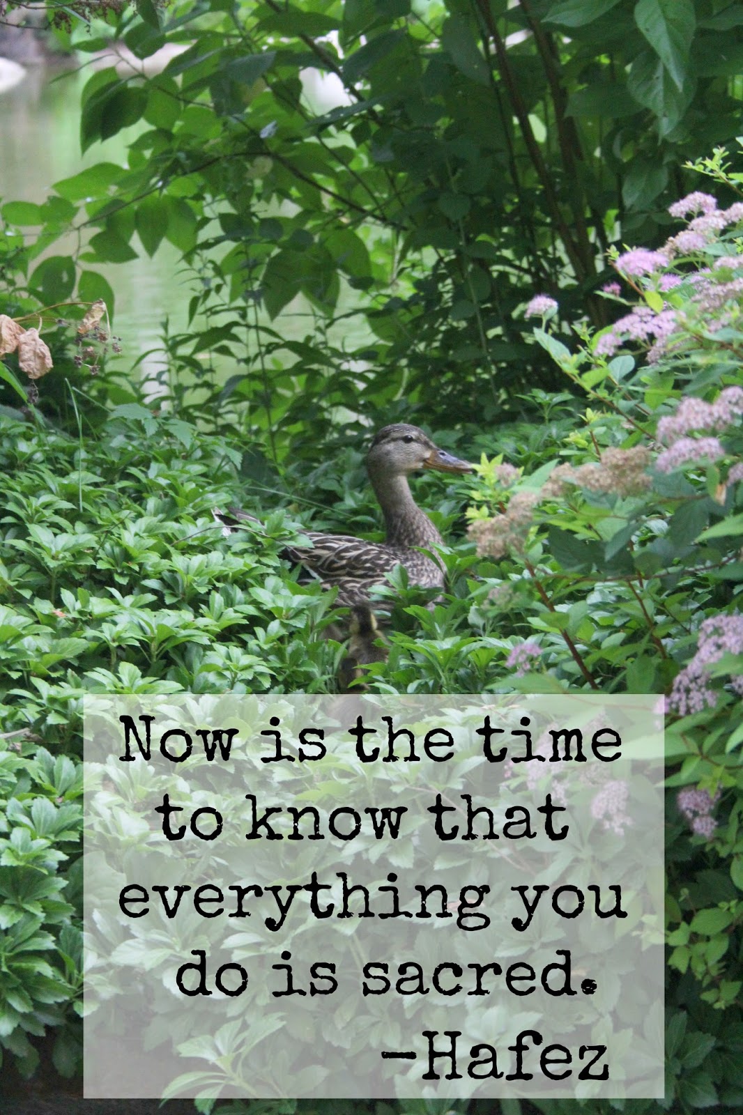 Hafez quote and photo of duck by Michele of Hello Lovely Studio. Now is the time to know that everything you do is sacred. #hafez #quote #hellolovelystudio #spirituality #nature