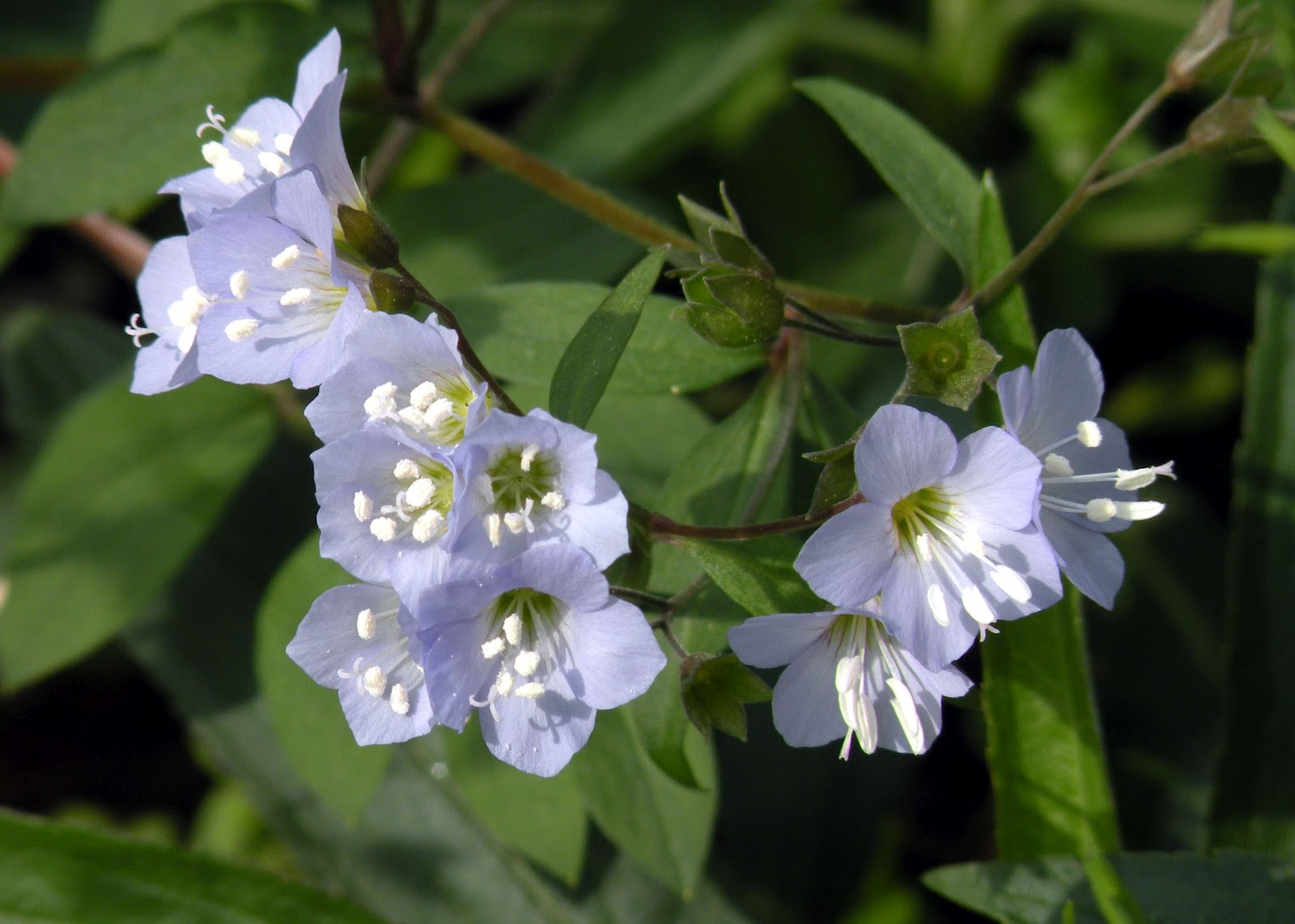 Flower Homes Jacob�s Ladder Flowers