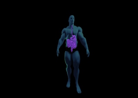 Picture of digestive system. Picture of digestive system.