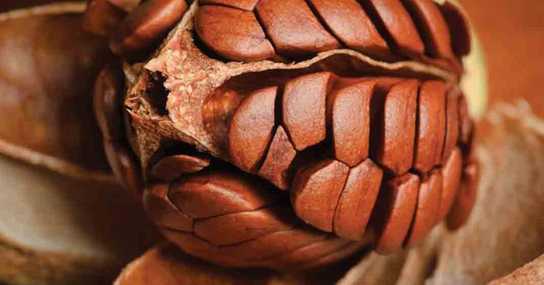 health benefits of mahogany marcosimoncelli