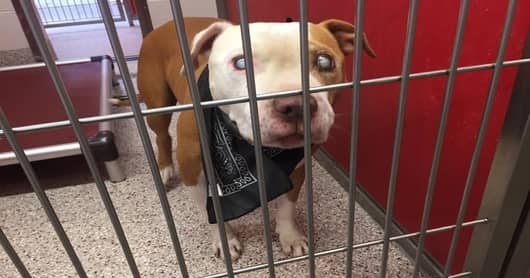 Blind 12 year old cries every night at shelter! his only family saying it is time to be euthanized