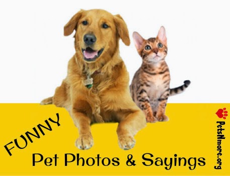 Pets N More: Funny Pet Photos & Sayings