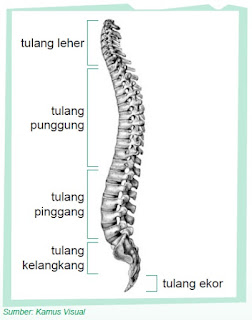 Tulang belakang