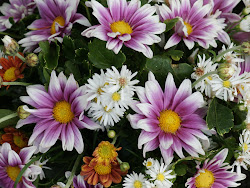 daisy flower flowers desktop wallpapers quotes daisies background purple quotesgram wallpapersafari pack