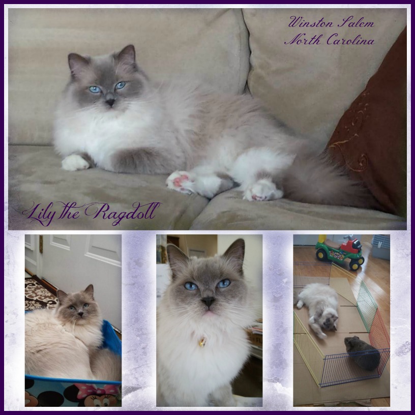 Adopt A Ragdoll Cat Nc Adopt A Ragdoll Cat Nc