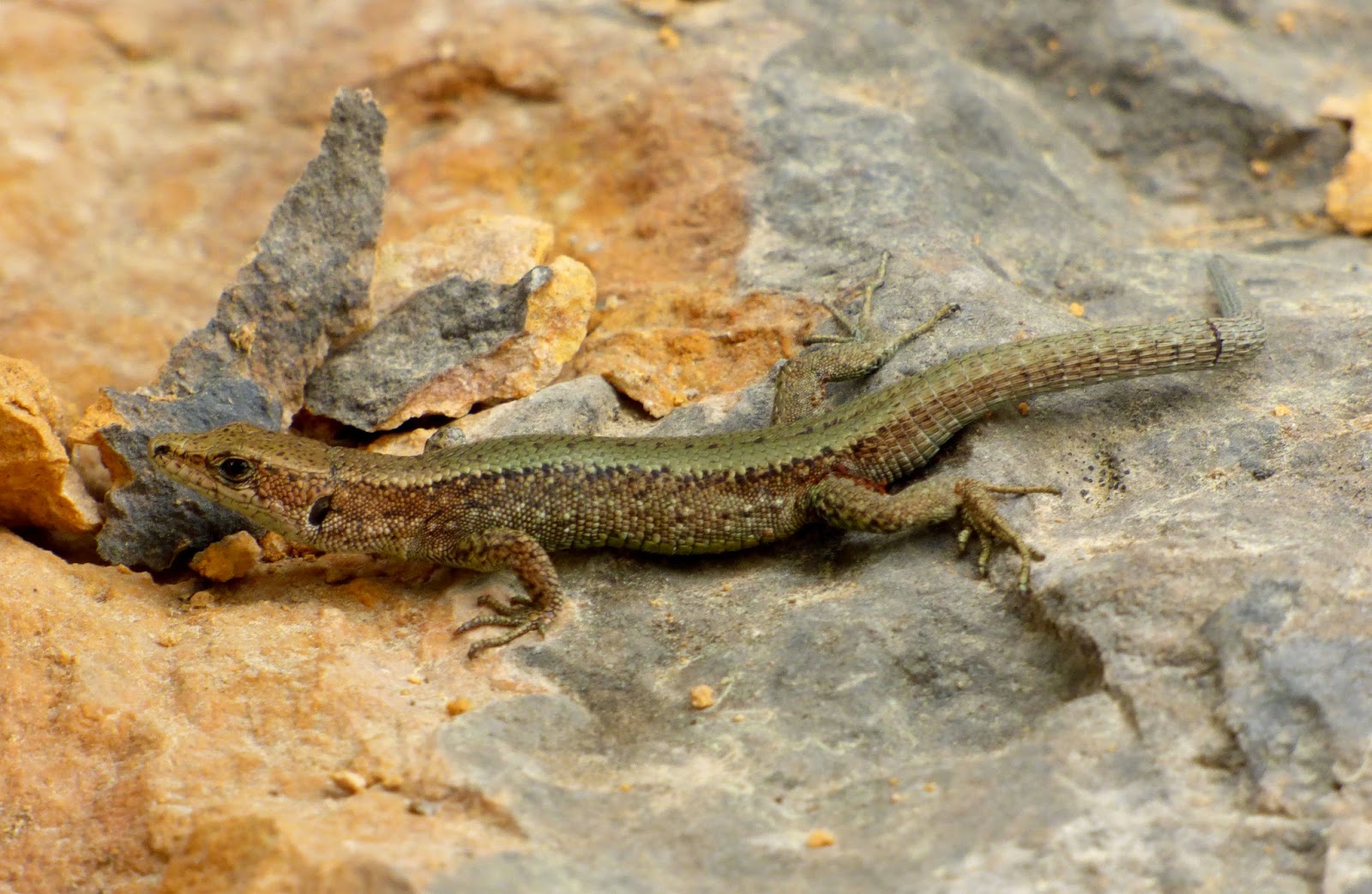 Blog de ornitología y observaciones en la naturaleza: Parque Natural ...