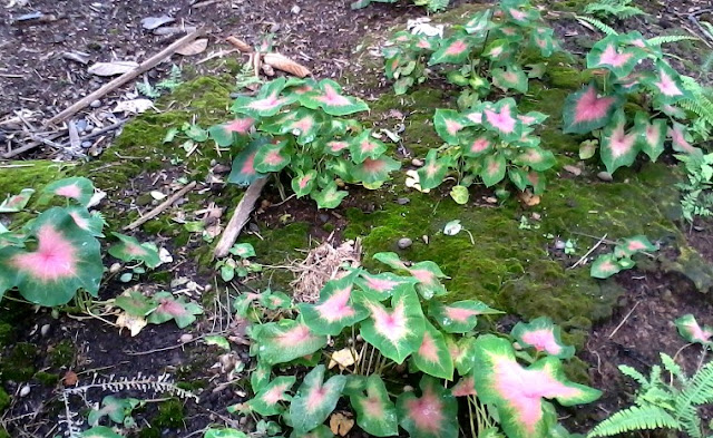 Pokok Keladi Hiasan