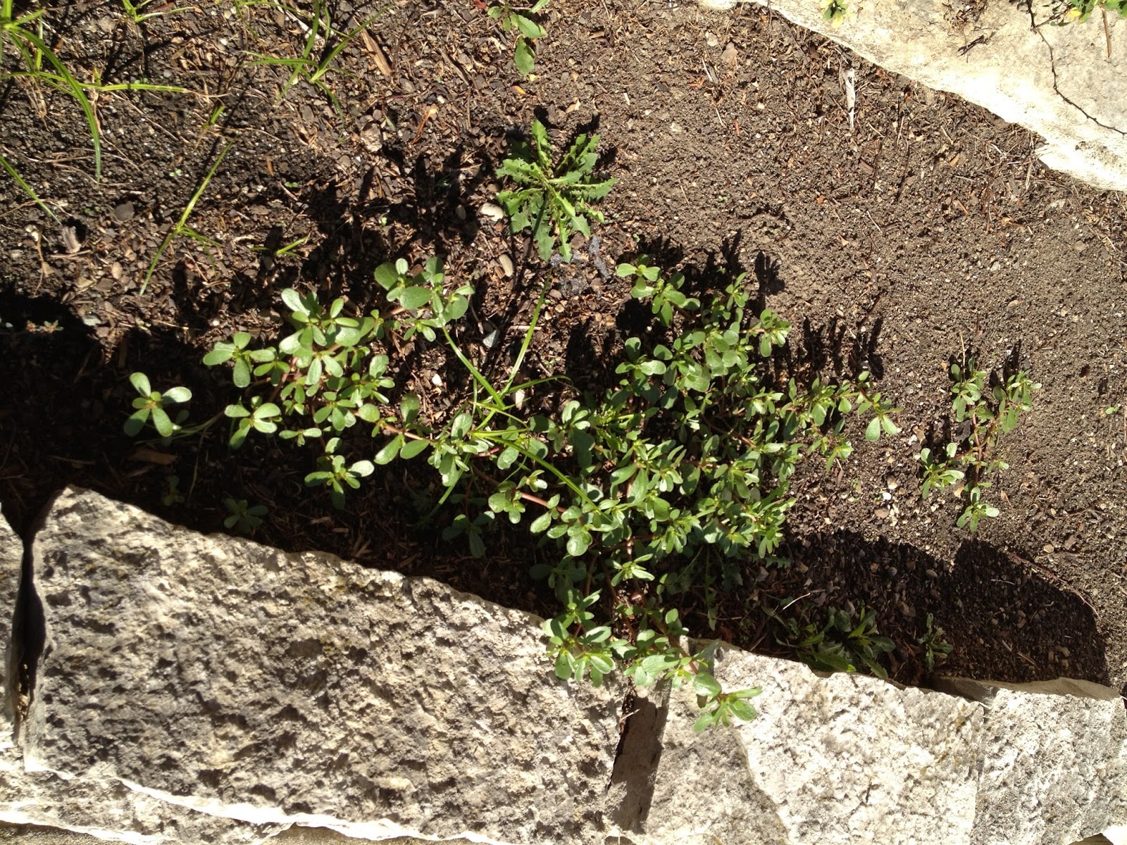 The DIY Guinea Pig Weed Killer