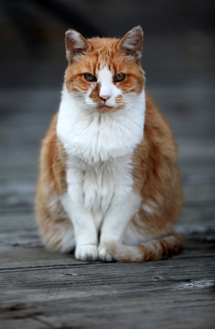 Even Shy Shelter Cats Can Learn Tricks