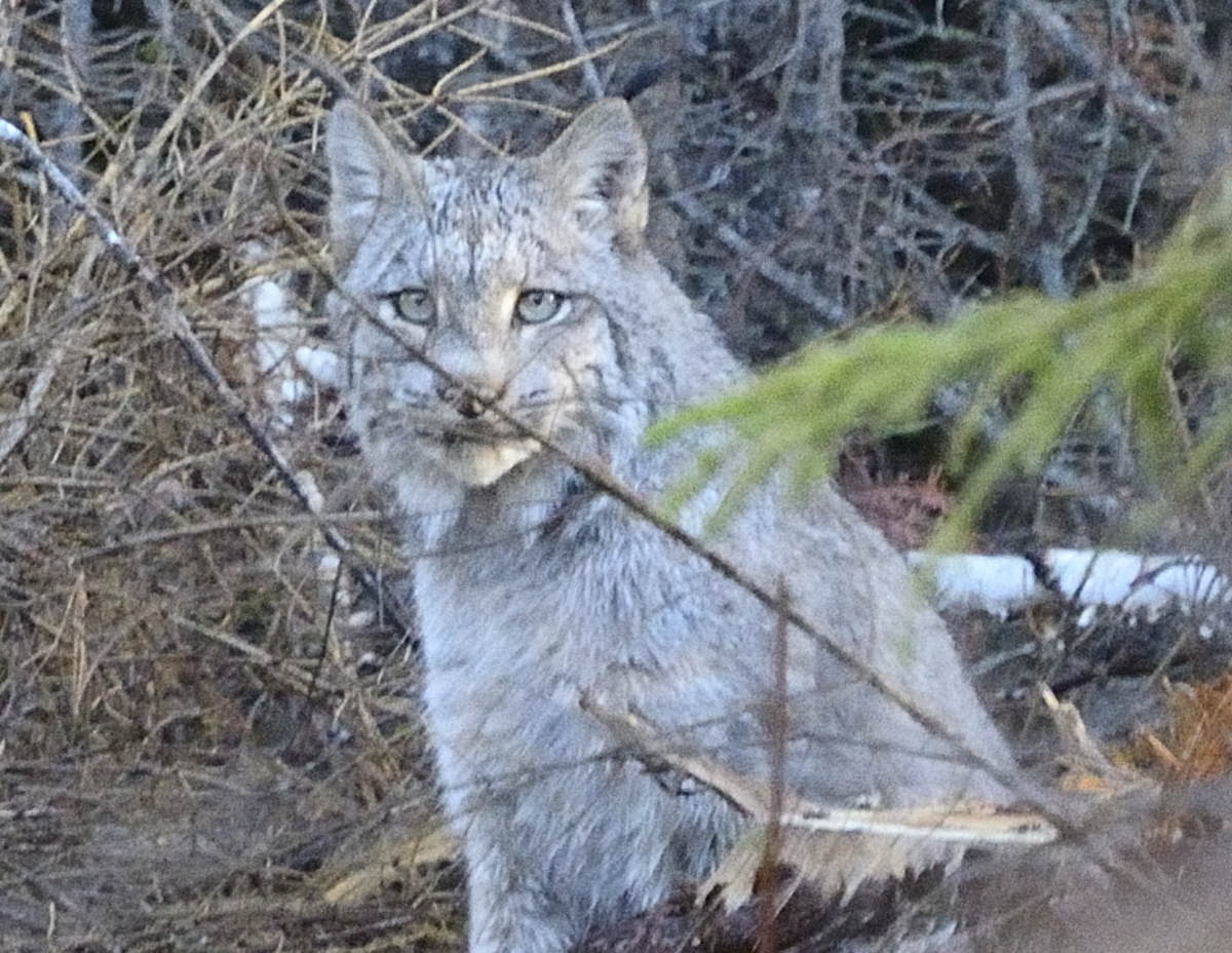 Katahdin, The Maine North Woods and Florida Canadian Lynx in Maine