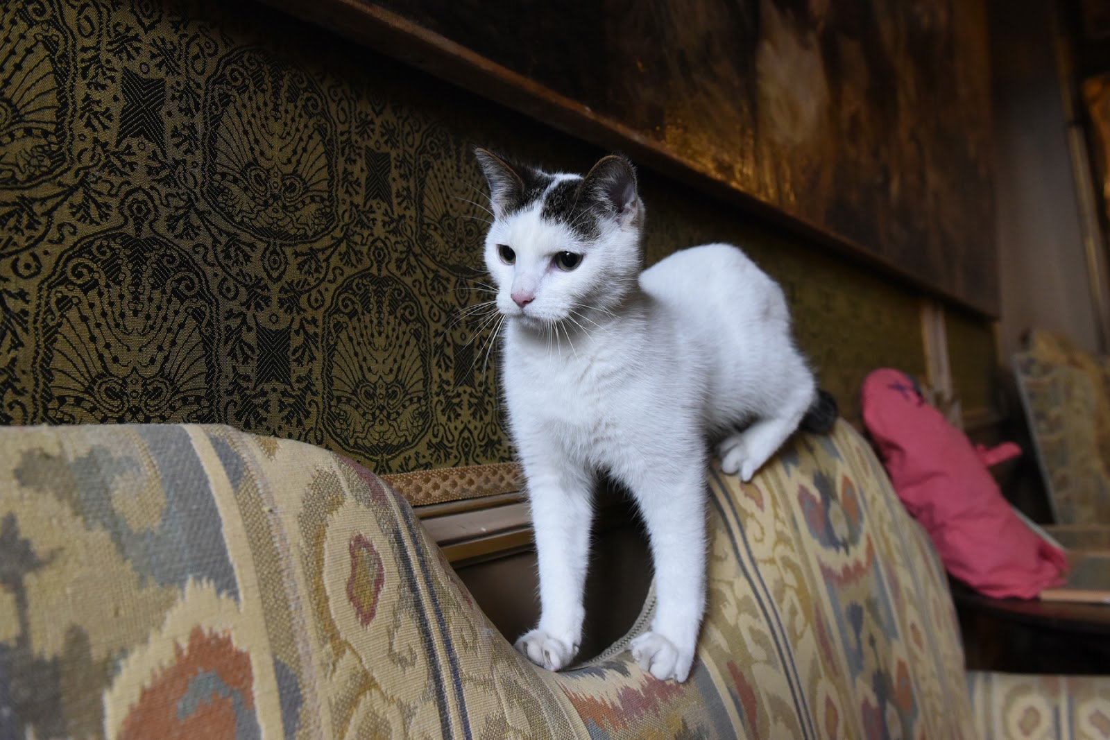 Small Animal Talk Can Clicker Training Improve The Welfare Of