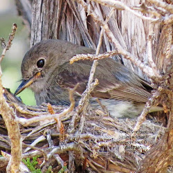 flycatcher nest gray birds south central nature