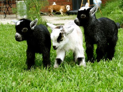 http://2.bp.blogspot.com/-k0R0nVLJ2kk/ULmas0koYgI/AAAAAAAAA1I/J-3aOYsKzgw/s400/Cute+Baby+Goats.jpg