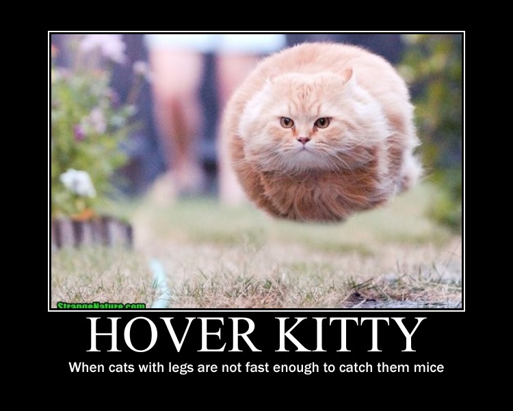Image result for hovercat is hovering