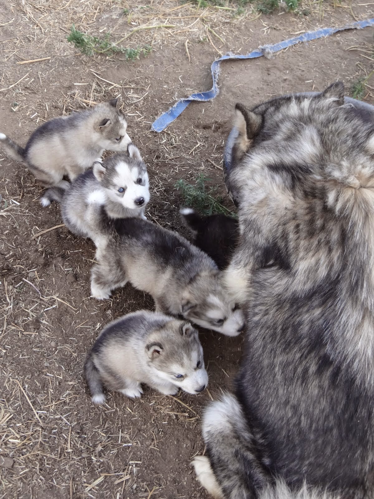 Malamute puppies with mother