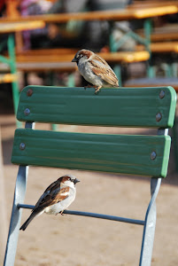 Love Birds in Spring