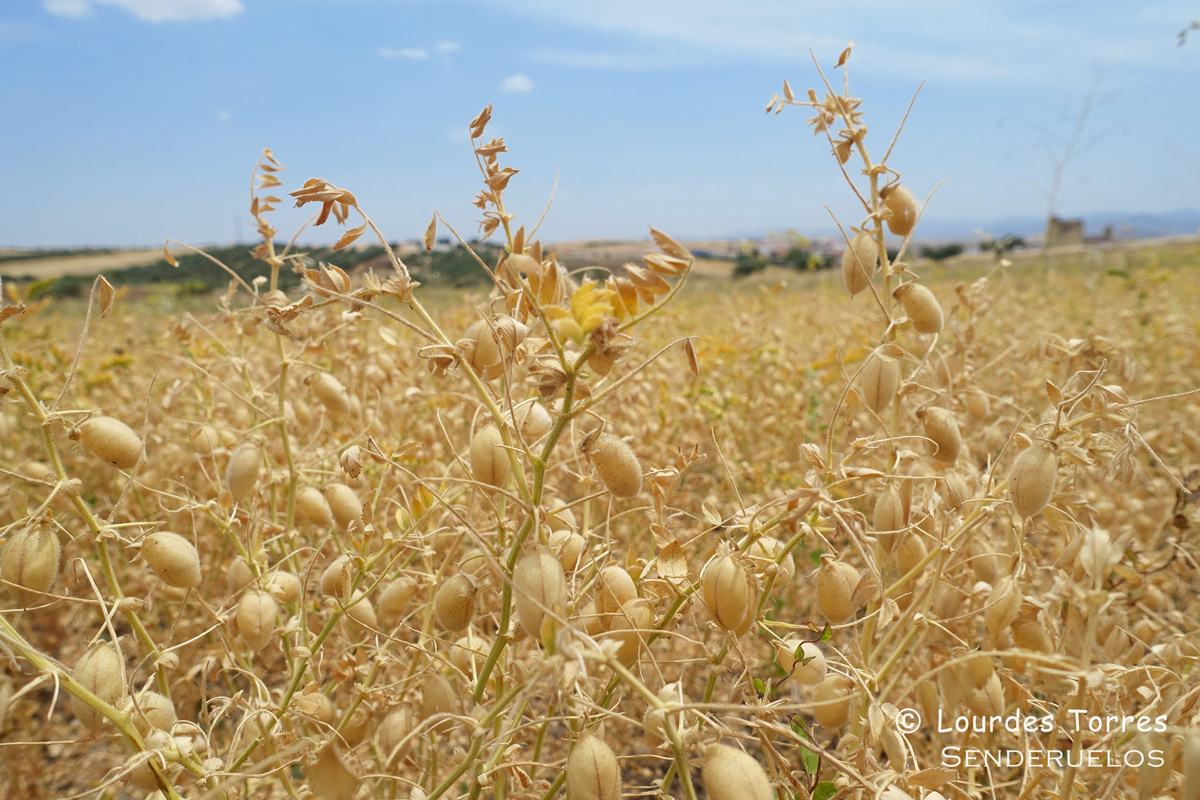 Los mejores garbanzos del mundo son extremeños y se cultivan en