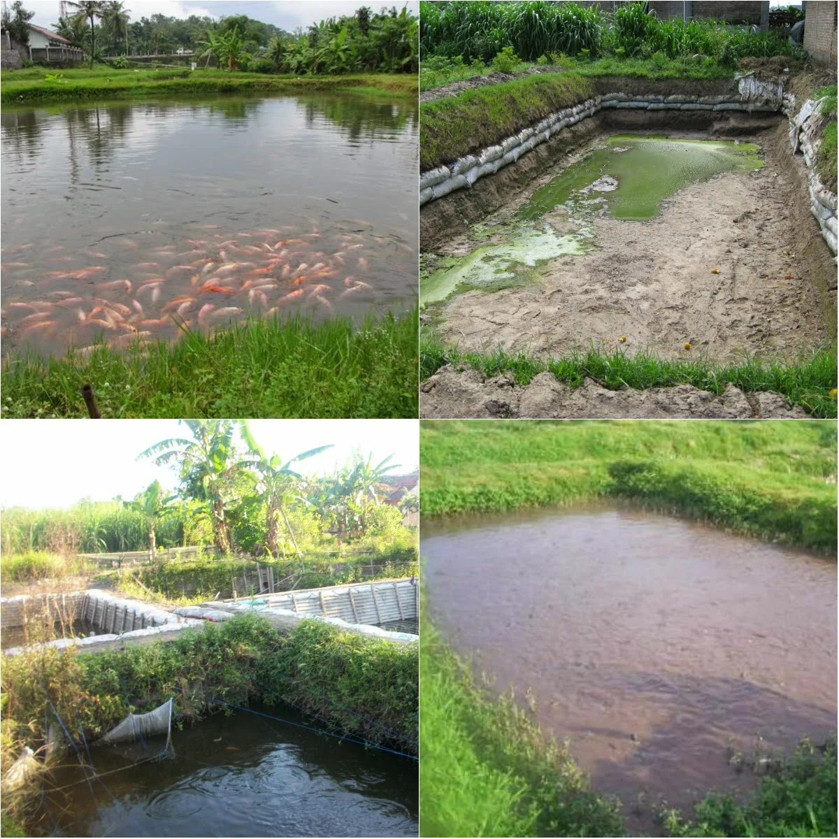 Budidaya ikan air tawar pada kolam tanah