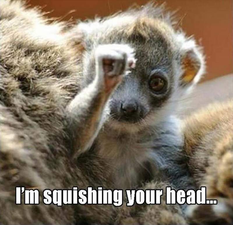 30 Funny animal captions, best funny captioned pics, animal meme, animal pictures with sayings