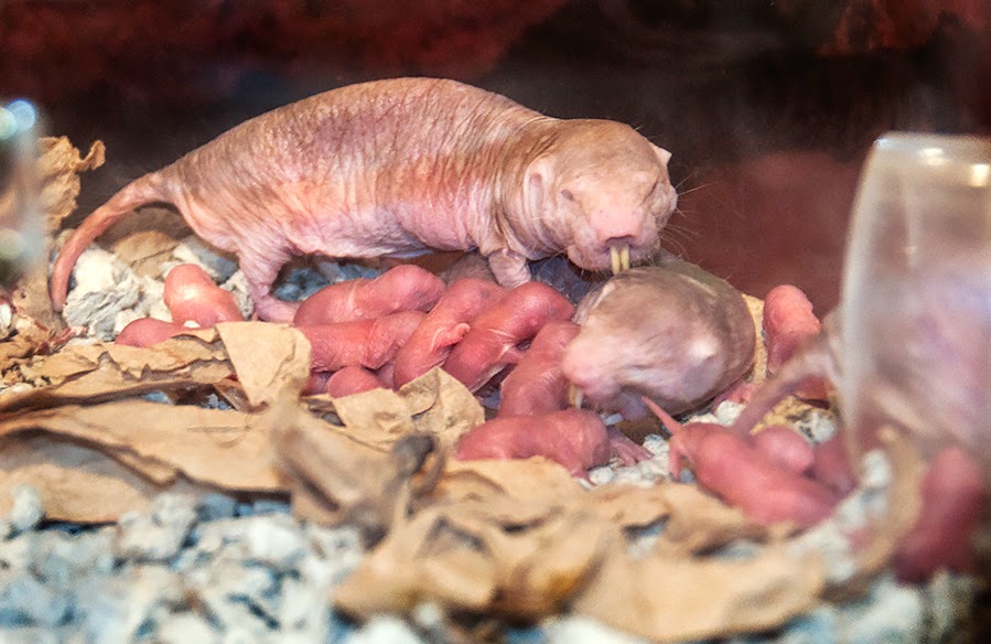 Pacific Science Center Life Sciences: Mole-rats Get Inked