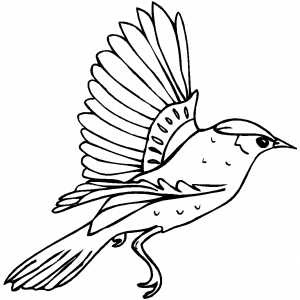 Birds Coloring Pages