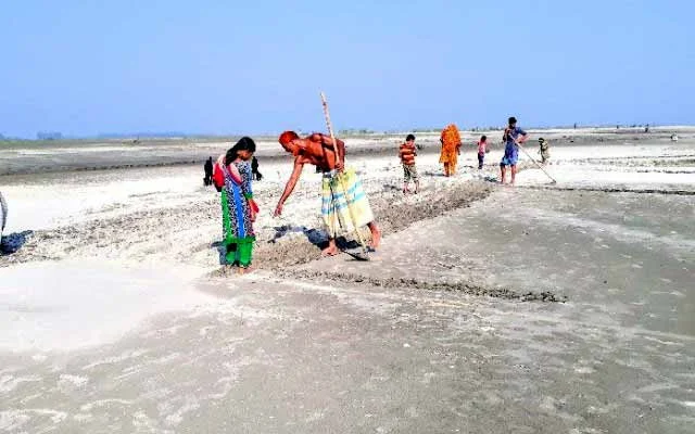 ভূঞাপুরের চরাঞ্চলে লাভজনক ফসল বাদাম বীজ বপনে ব্যস্ত কৃষকরা