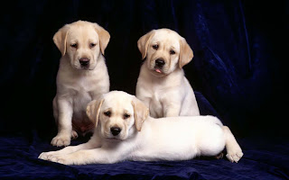 beautiful pictures of dogs and puppies