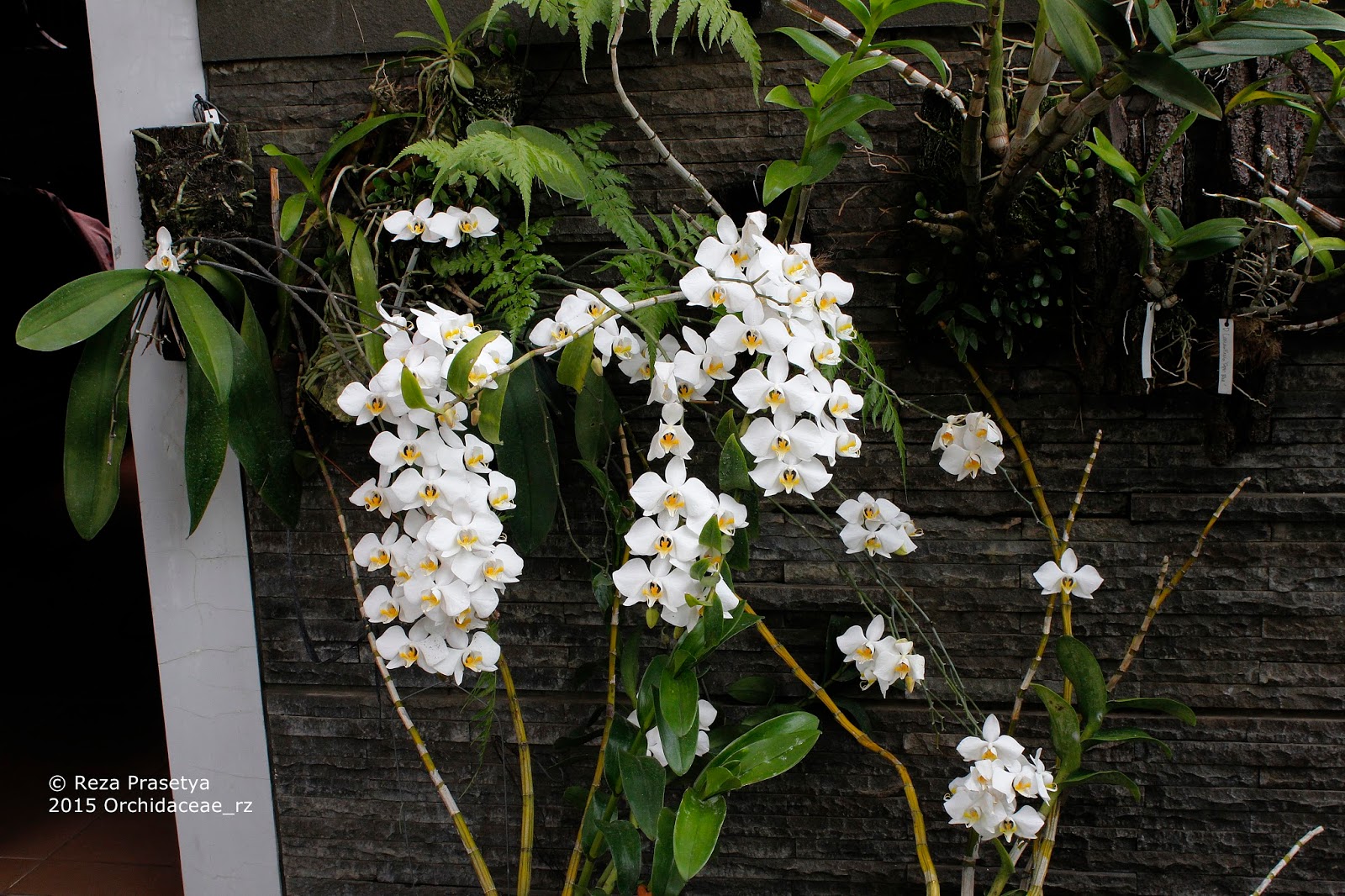 The Wonderful Orchids Phalaenopsis amabilis