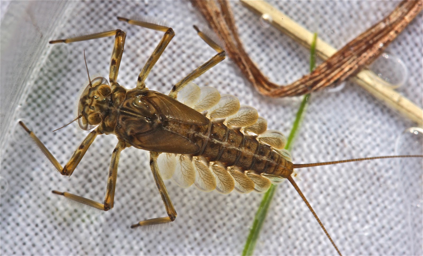 Aquatic Insects of Central Virginia: More Thoughts on Stream Protocol ...