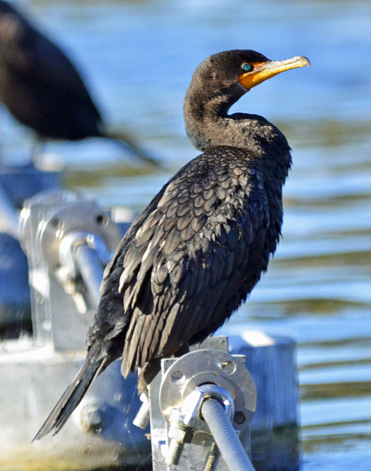 Birding On The Road "Doublecrested Cormorant"