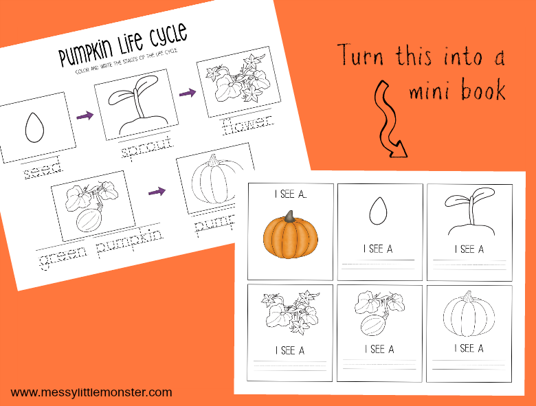 Pumpkin life cycle printable worksheets