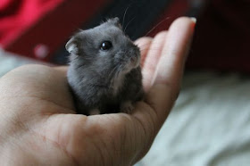 Cute dwarf Hamster