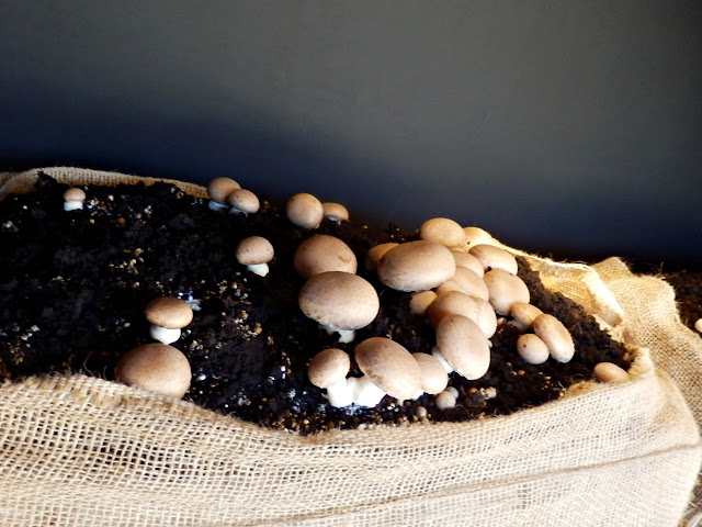 Mushrooms growing at Lost Gardens of Heligan, Cornwall