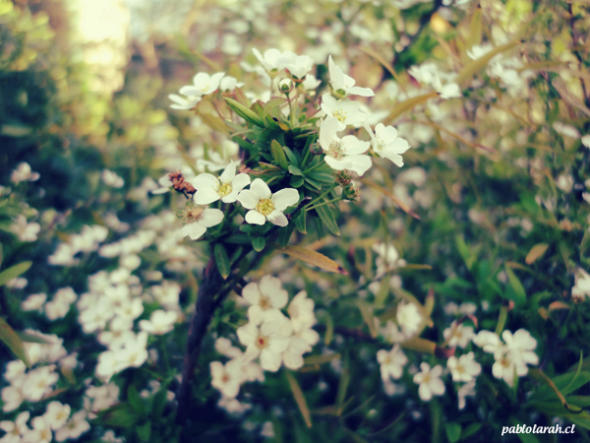 Botanic Bleu Wish For A White Flower