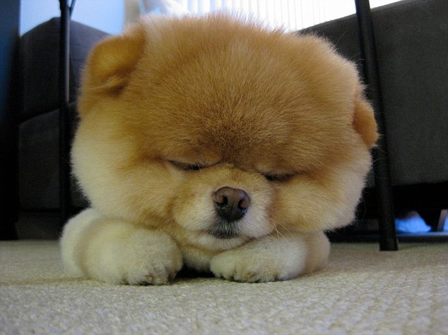 Boo Dog - Cutest Dog In The World