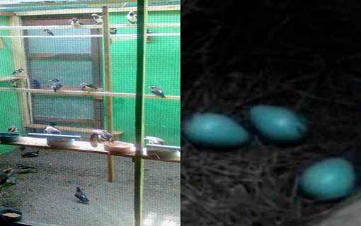 Tips Cara Atasi Jalak Suren Memecahkan Telurnya Sendiri Rajajangkrik-Perlu Anda Tahu 2020, Tips Cara Atasi Jalak Suren Memecahkan Telurnya Sendiri
