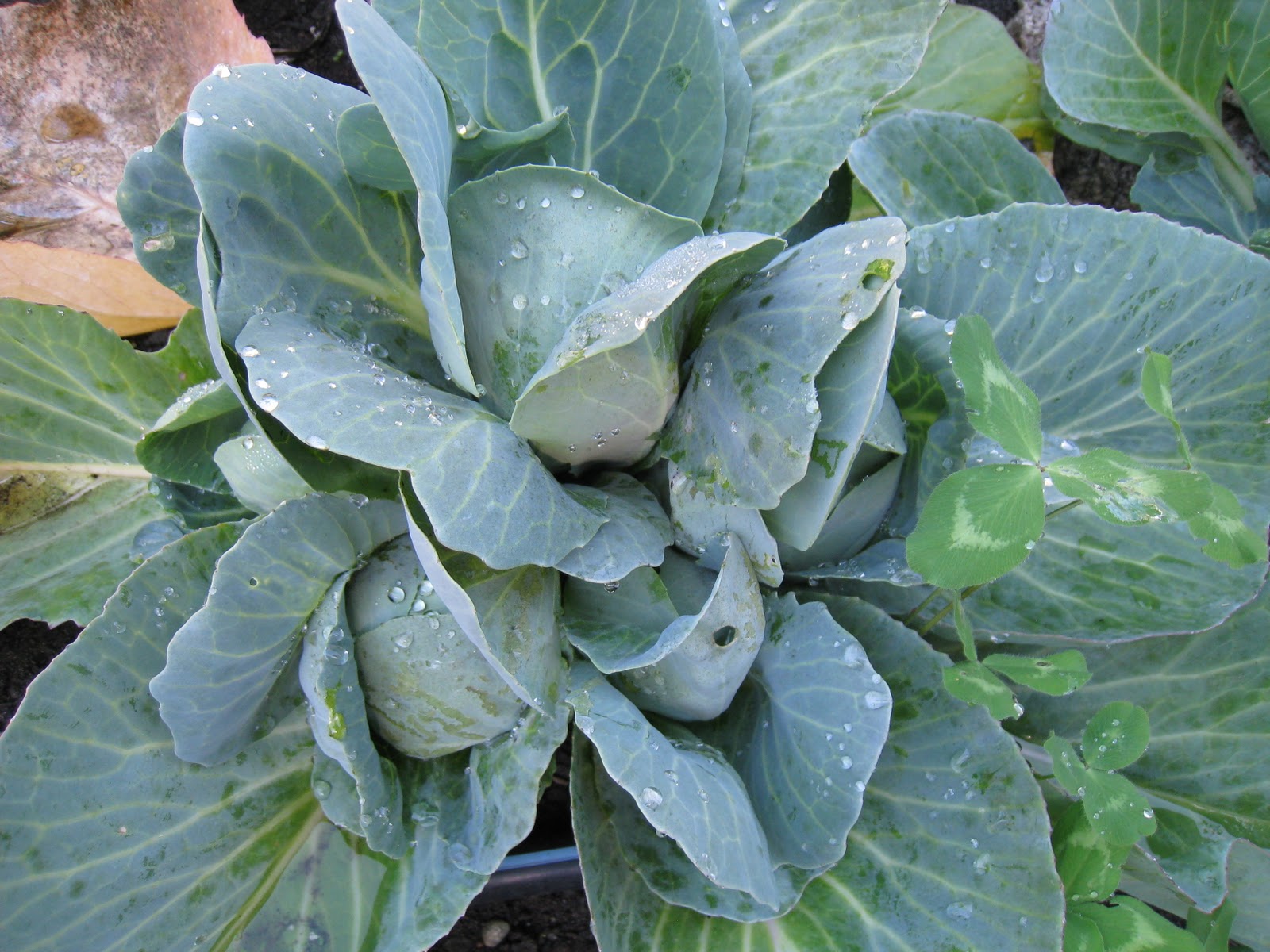 Christina's Garden winter time cabbage